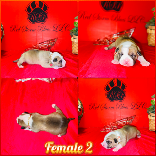 Previous Litter 02