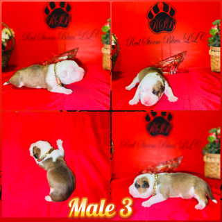 Previous Litter 05