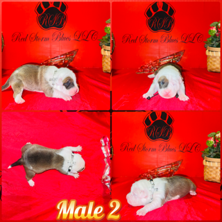 Previous Litter 04