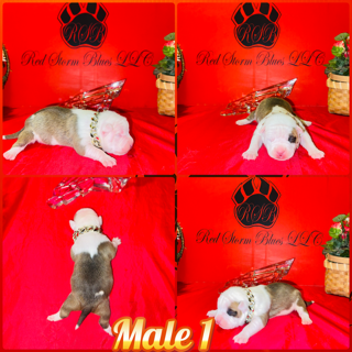 Previous Litter 03