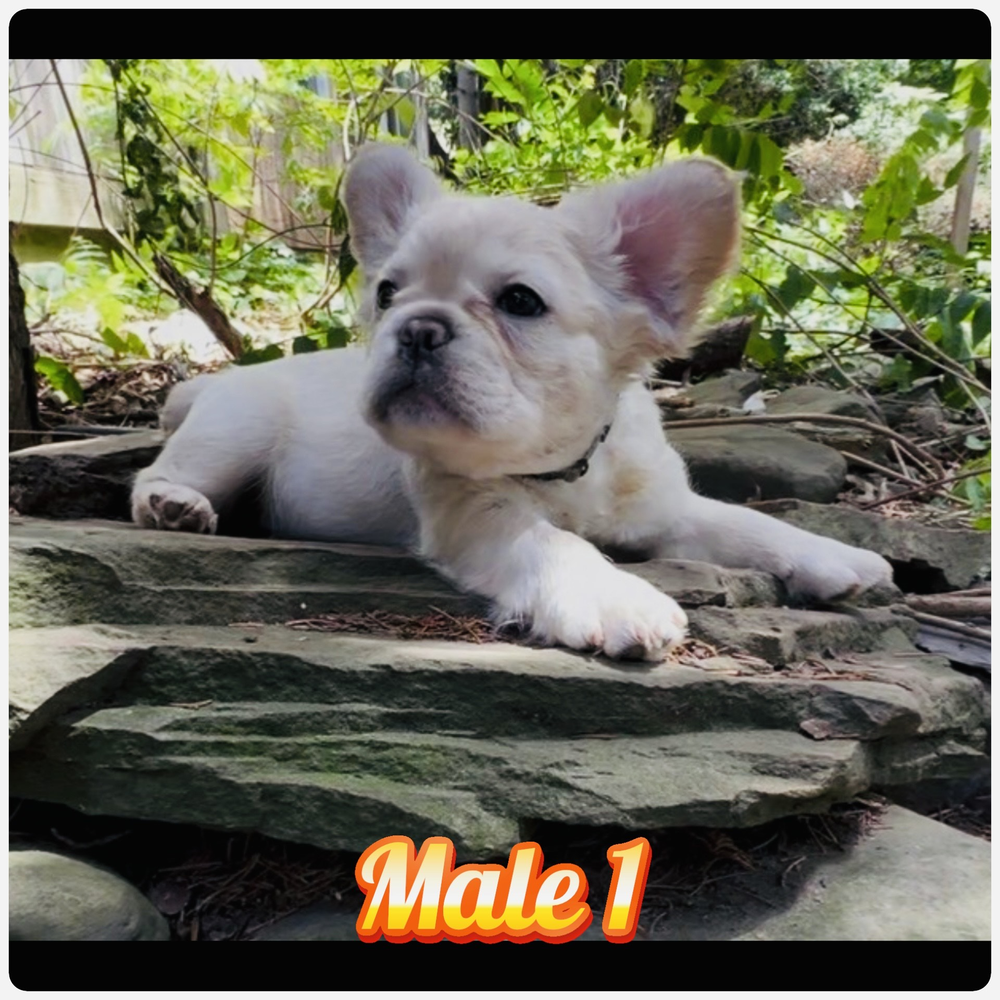 French Bulldog 01