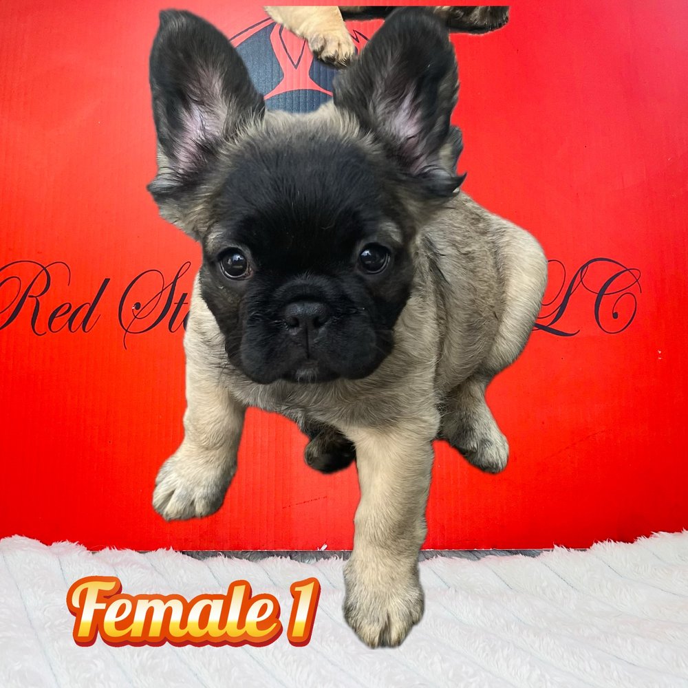 French Bulldog 02