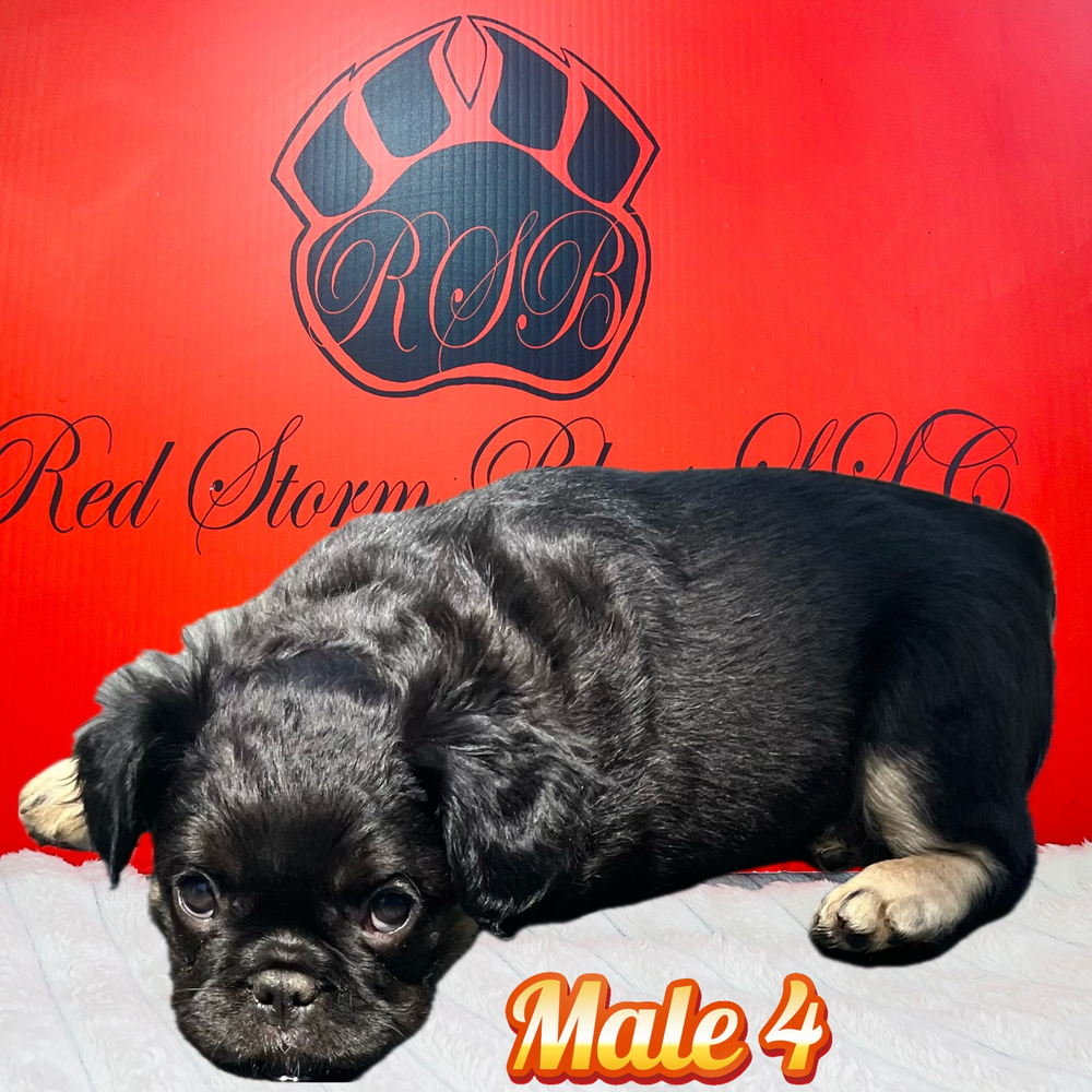 French Bulldog 03