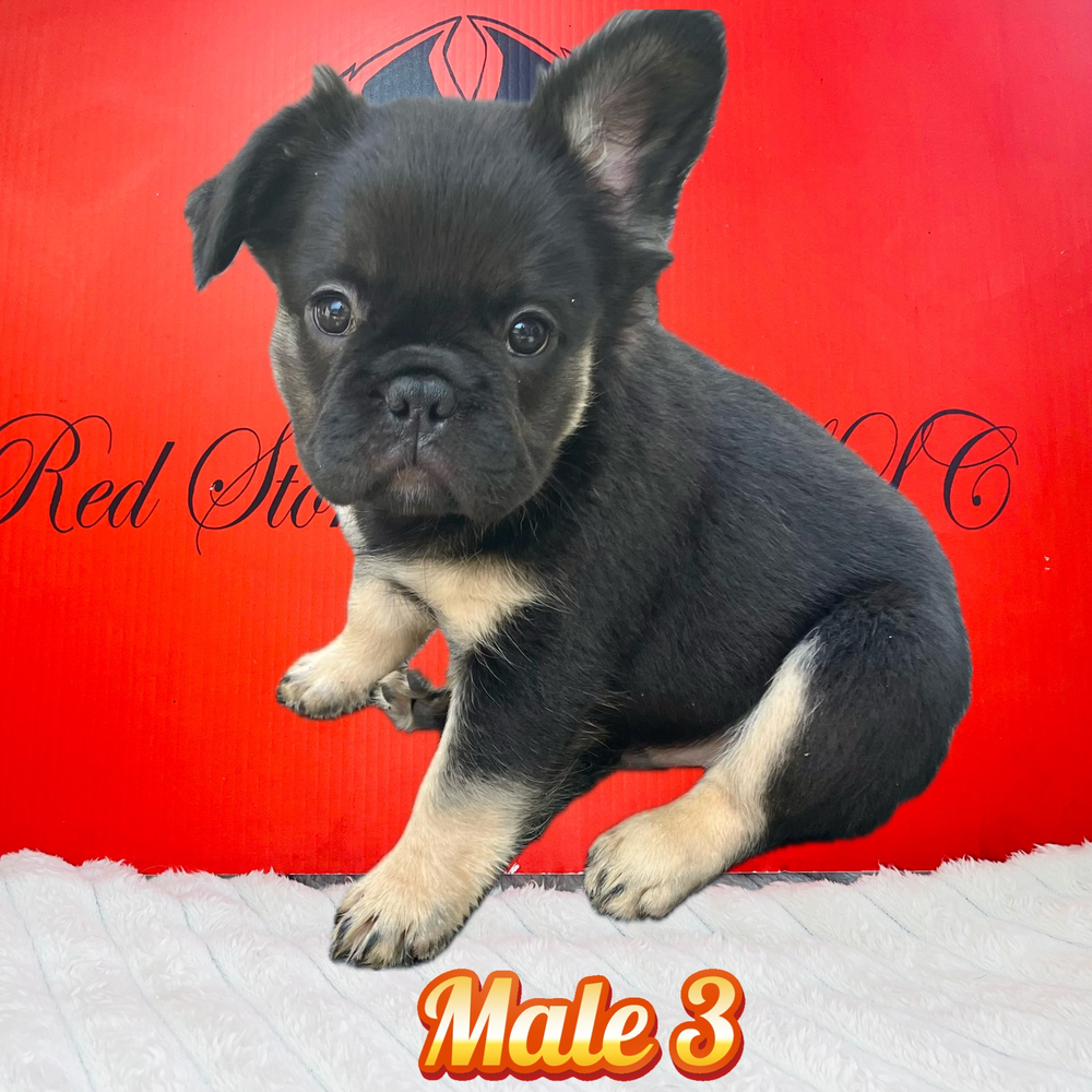 French Bulldog 04