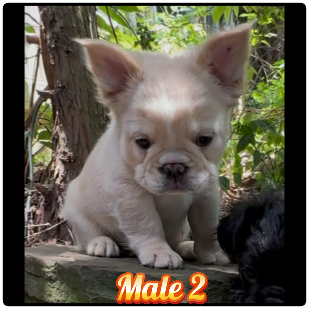 French Bulldog 05
