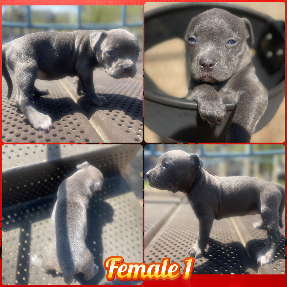 Pitbull 01