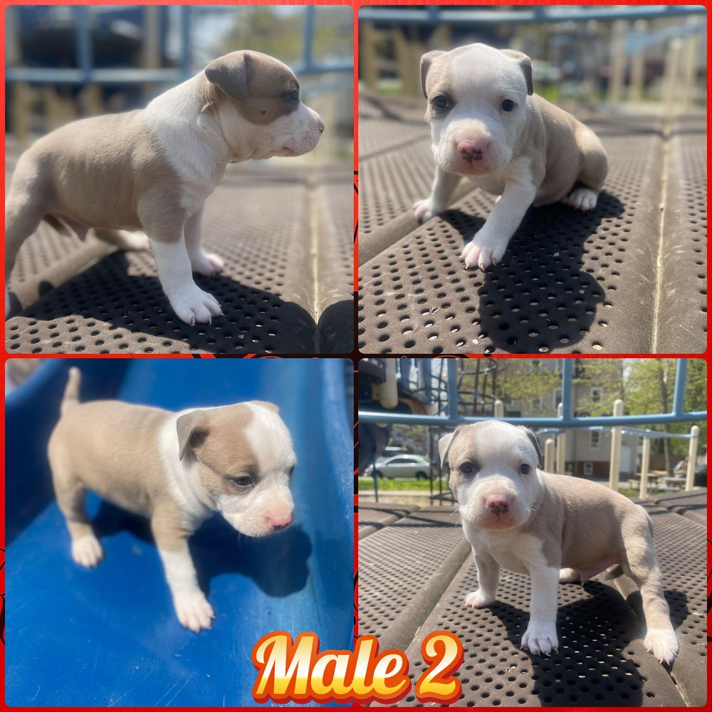 Pitbull 03