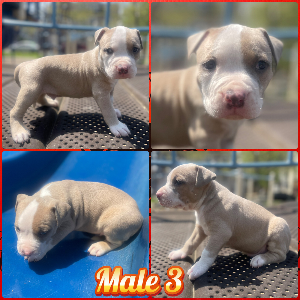 Pitbull 04