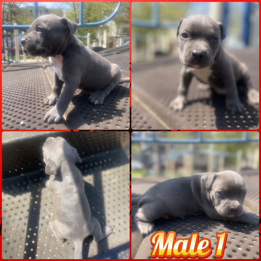 Pitbull 05