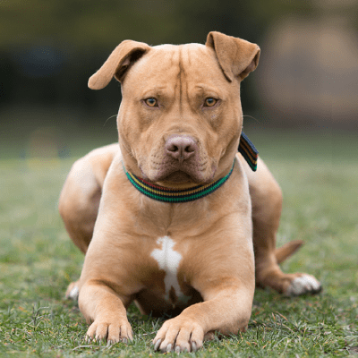 DOG BREEDING