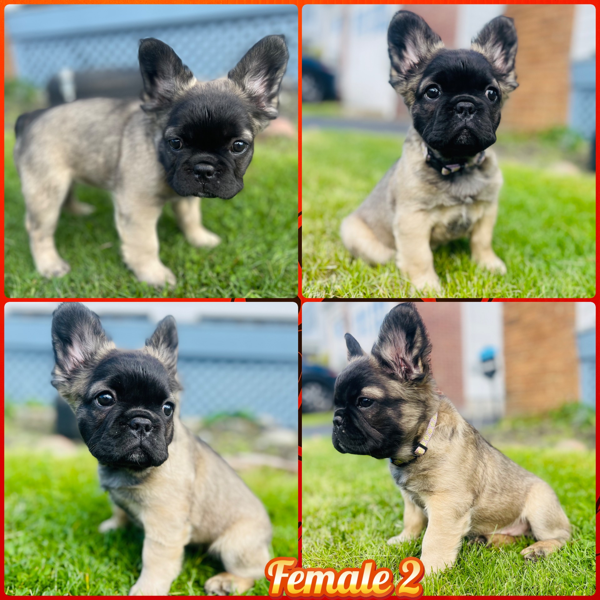 Super Fluffy French Bulldog 01