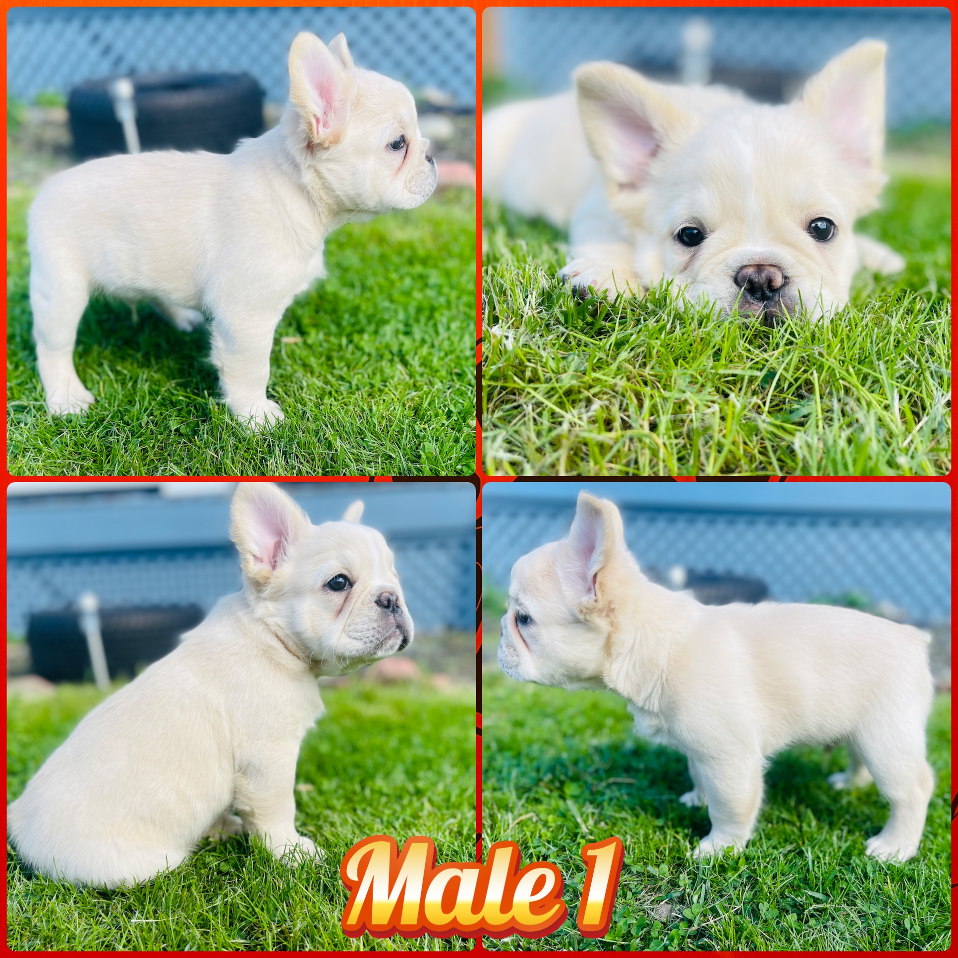 Super Fluffy French Bulldog 02