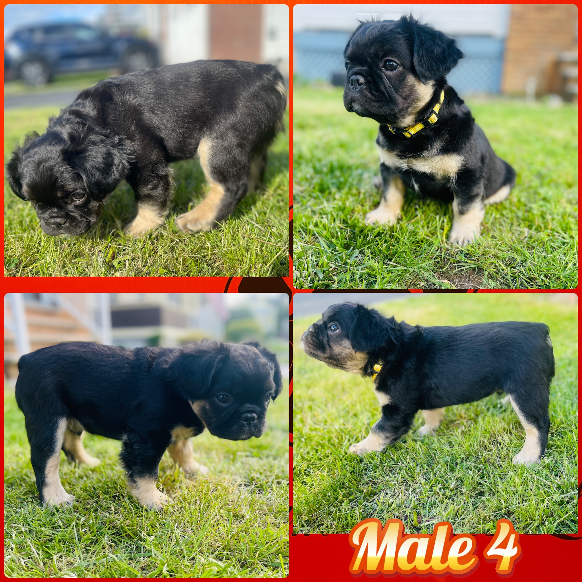 Super Fluffy French Bulldog 03