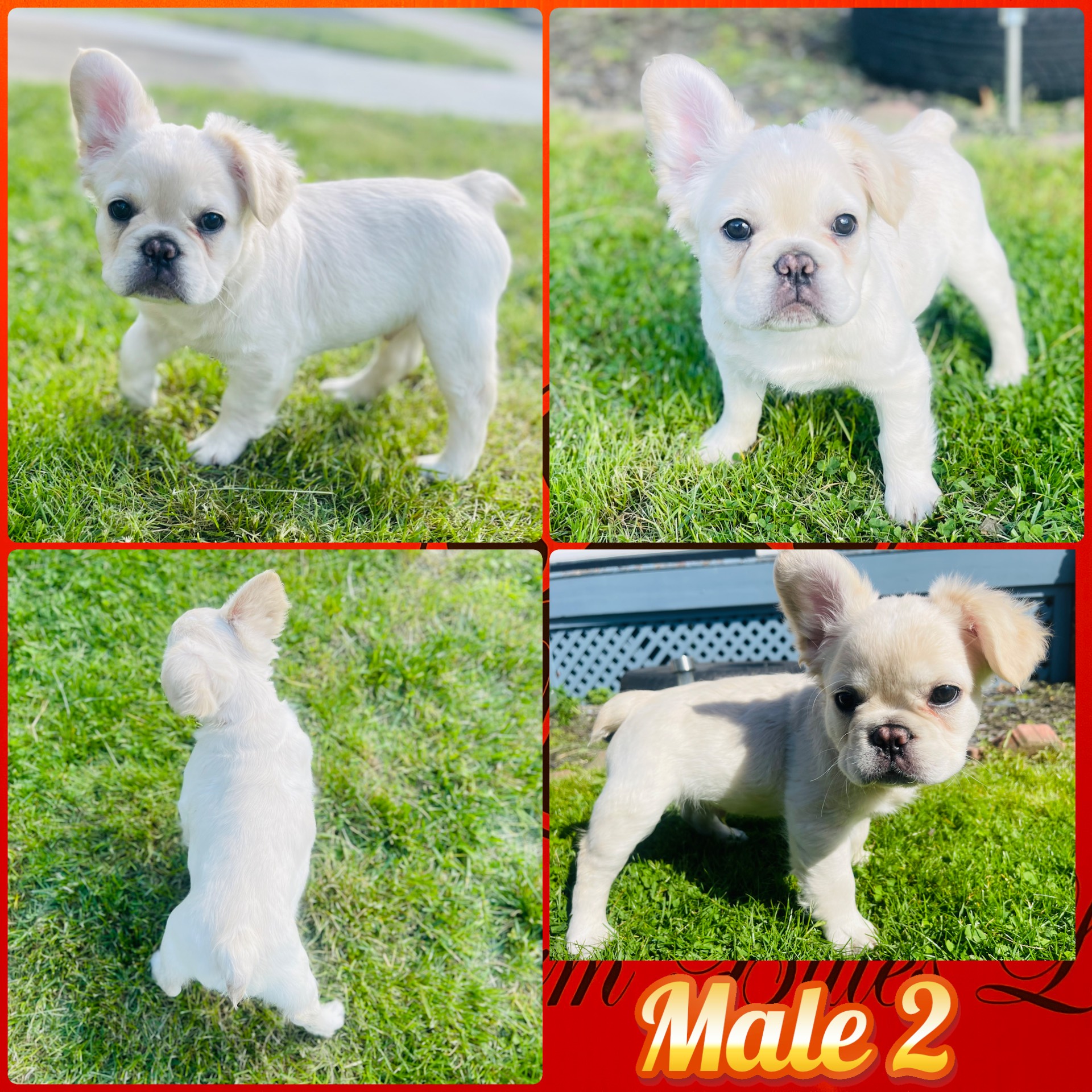 Super Fluffy French Bulldog 04