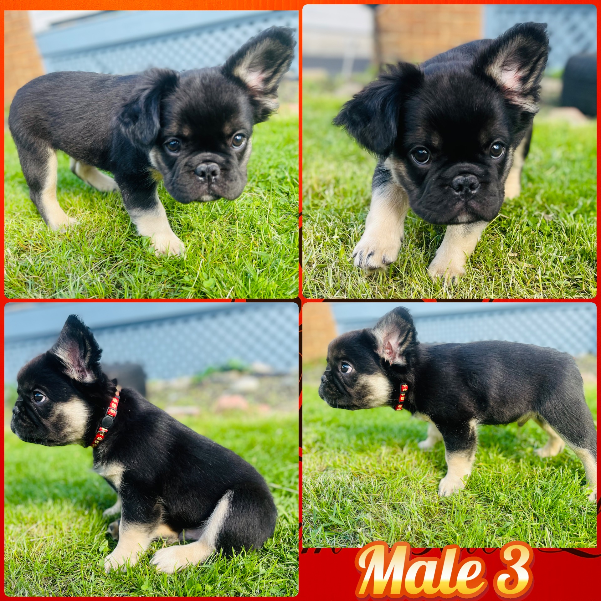 Super Fluffy French Bulldog 05