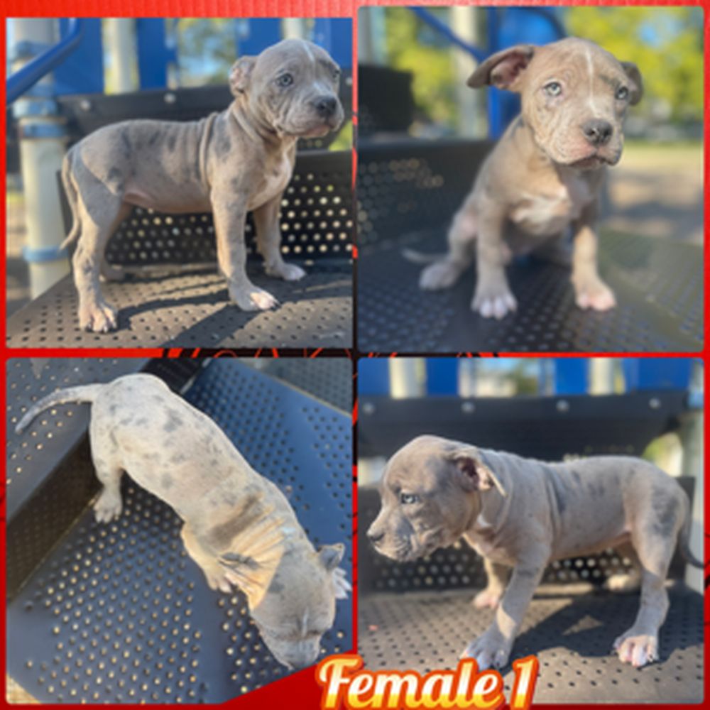 Blue Merle 02